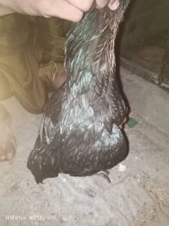 Desi egg laying hen