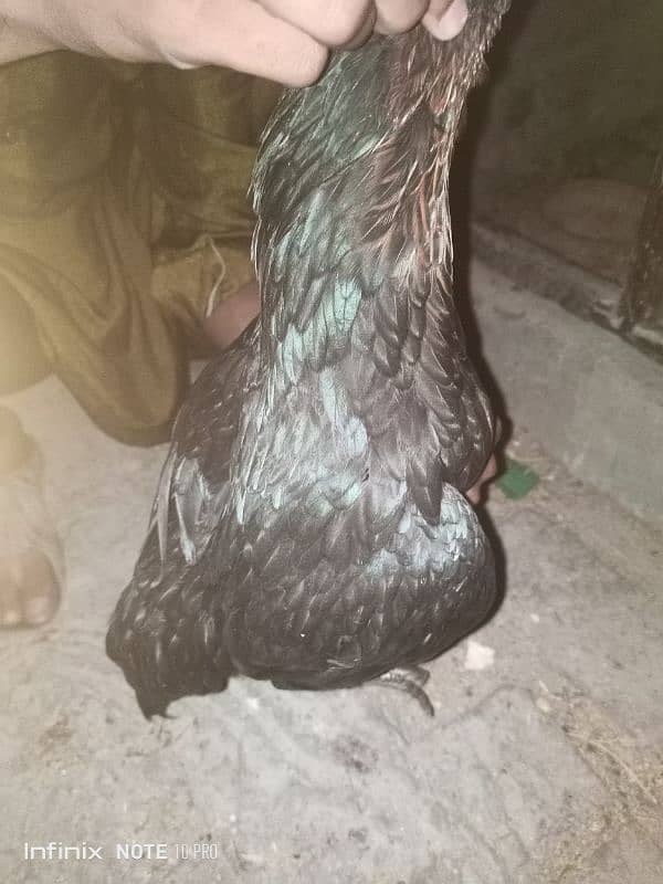 2 Desi egg laying hen 2