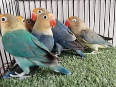 Ready to breed Parblue split opaline opline lovebird parrot ficher