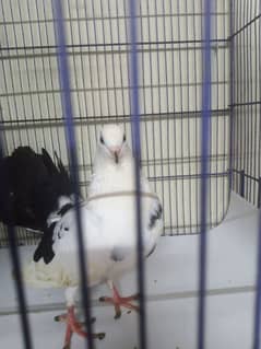 Laka Kabootar - Beautiful Black and White Male Fantail Pigeon for Sale