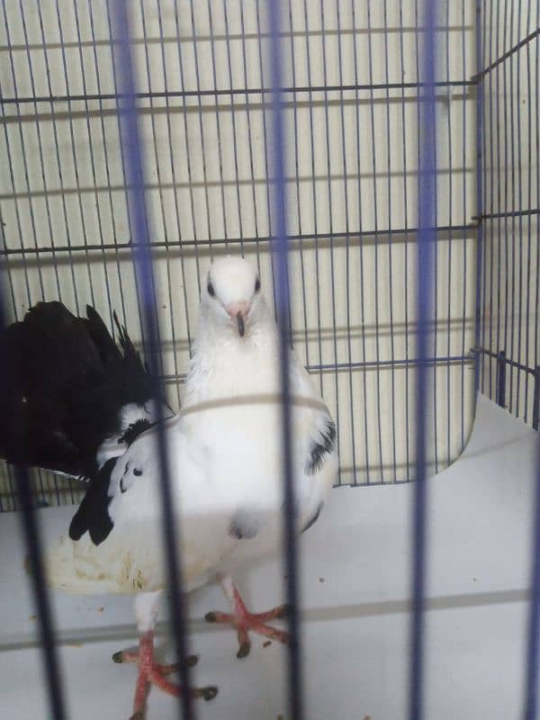 Laka Kabootar - Beautiful Black and White Male Fantail Pigeon for Sale 0