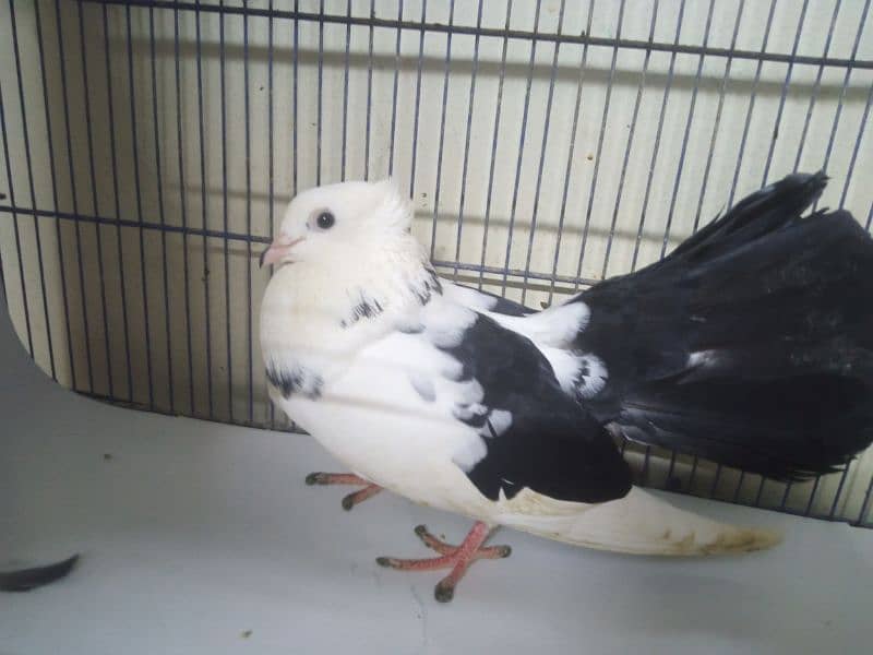 Laka Kabootar - Beautiful Black and White Male Fantail Pigeon for Sale 1