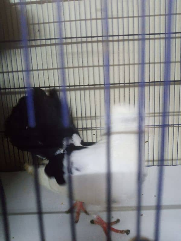 Laka Kabootar - Beautiful Black and White Male Fantail Pigeon for Sale 2