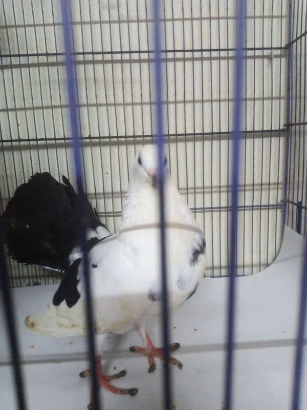 Laka Kabootar - Beautiful Black and White Male Fantail Pigeon for Sale 3