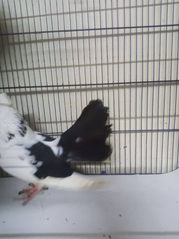 Laka Kabootar - Beautiful Black and White Male Fantail Pigeon for Sale 4