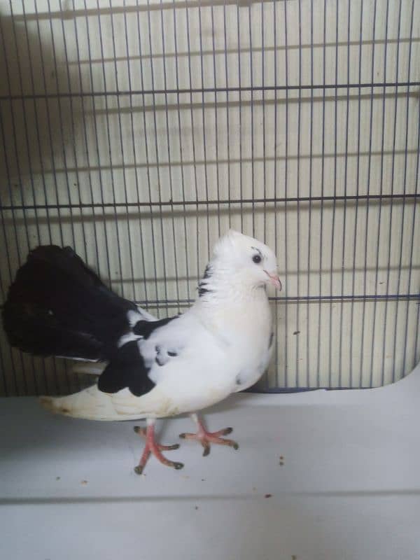 Laka Kabootar - Beautiful Black and White Male Fantail Pigeon for Sale 5