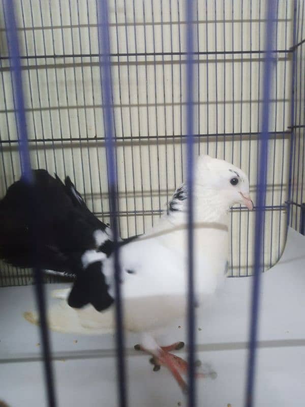 Laka Kabootar - Beautiful Black and White Male Fantail Pigeon for Sale 6