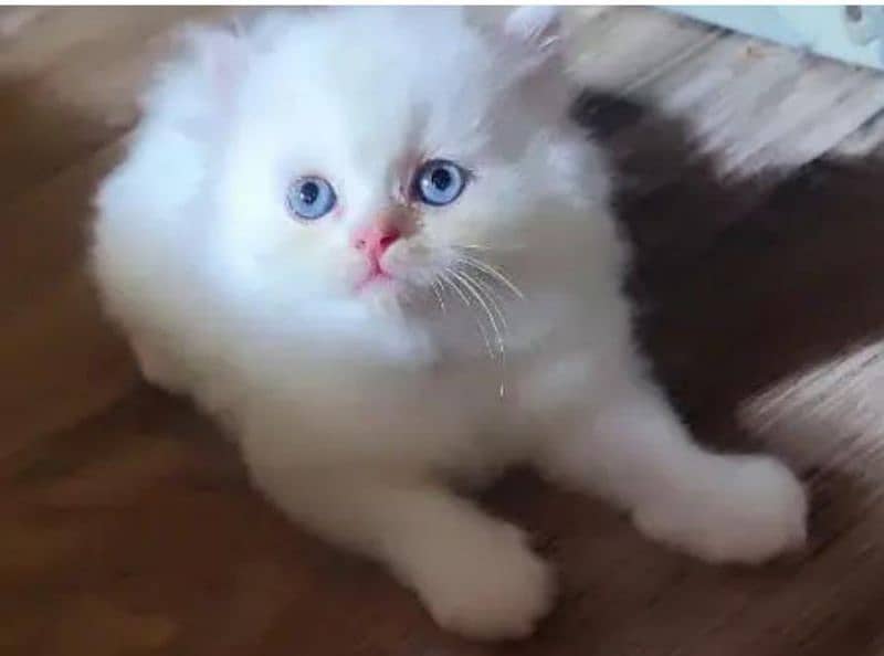 Persian beautiful Cat for sale0344/00/63/354 my WhatsApp number 0