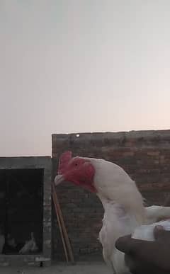 Heera white Aseel breeder long hight