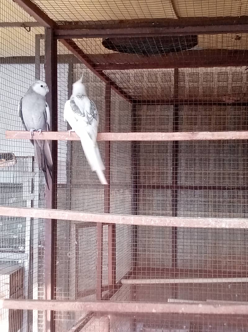 2 Cockatiel Males (Eno V Pied & white face ) 0