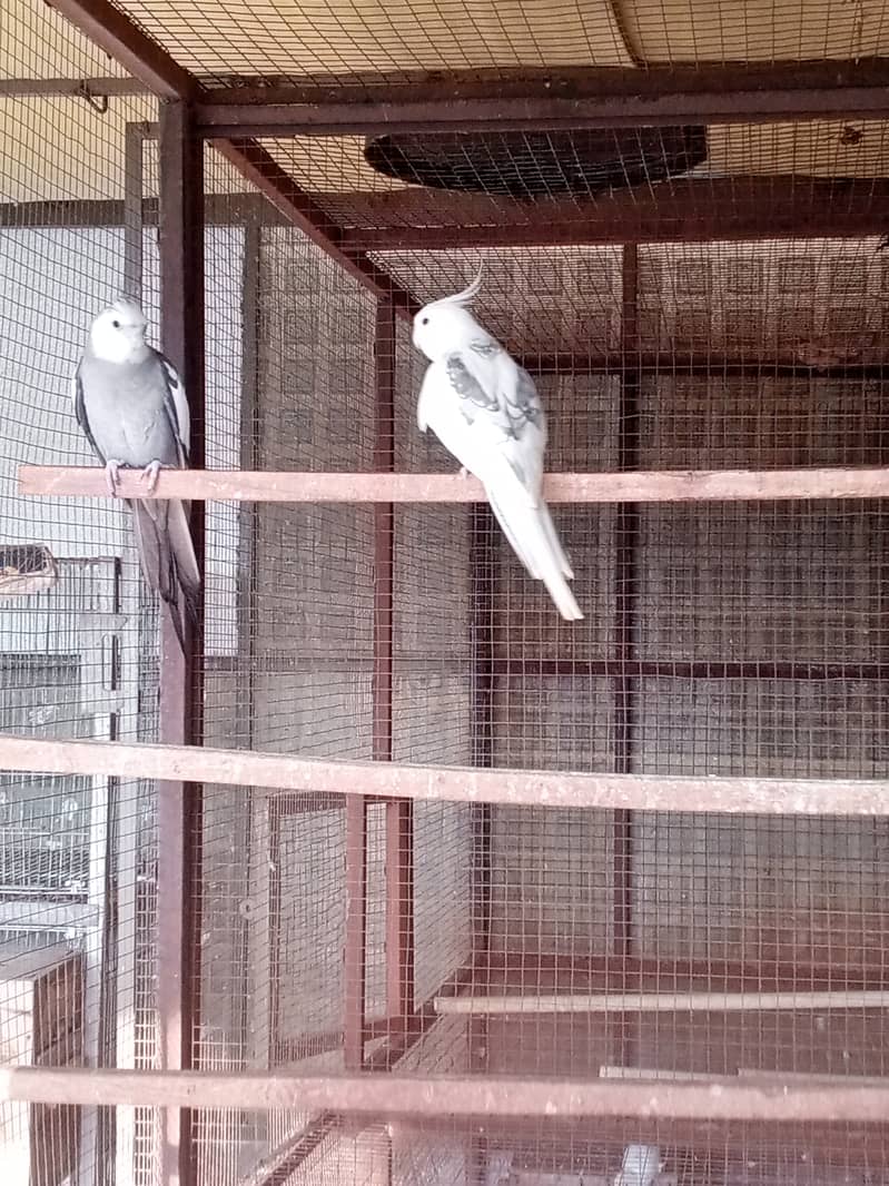 2 Cockatiel Males (Eno V Pied & white face ) 2