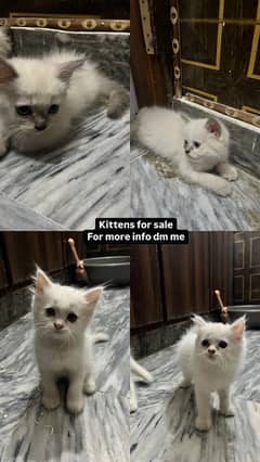 Persian & himaliyan kitten