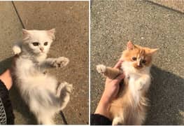 Three Months Old Double Coated Persian Kittens For Sale