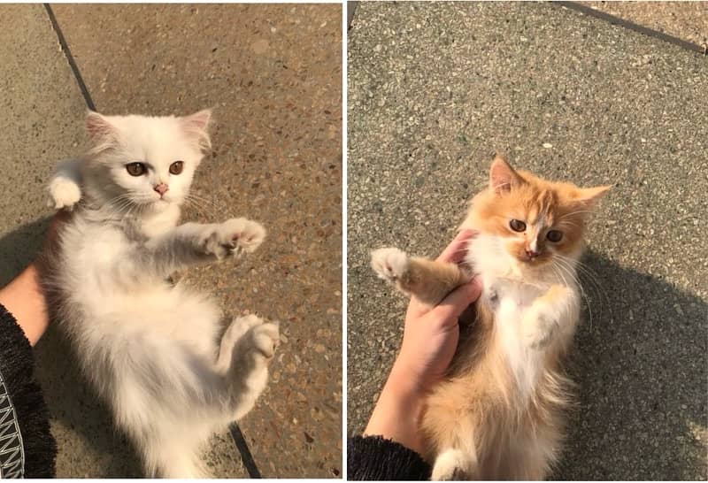 Three Months Old Double Coated Persian Kittens For Sale 0