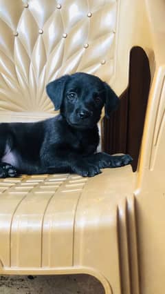 Labrador female puppy