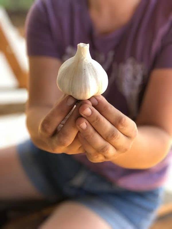 G1 garlic 50 per kg 1