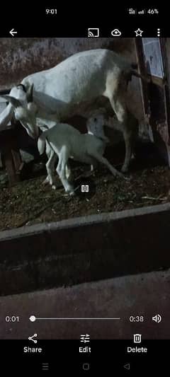 6 dant bakri