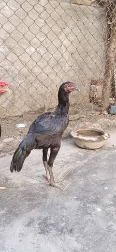 Thai female hen beautiful loke Exchange for mala hen