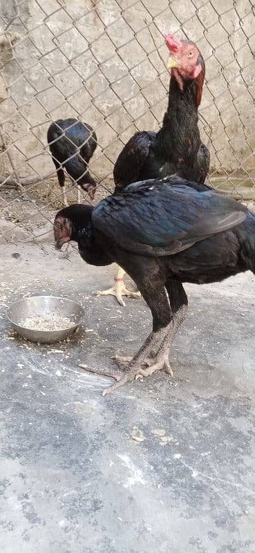 Thai female hen beautiful loke Exchange for mala hen 3