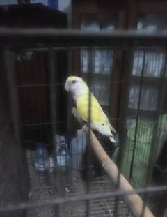 creamino peach face love bird exch posible with cocktail 03161510578