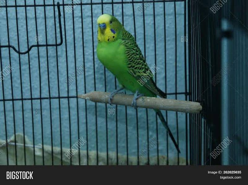 Parrot 0