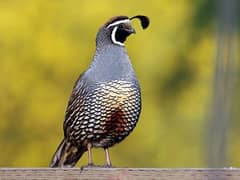 California quail breeder pairs and chicks 0