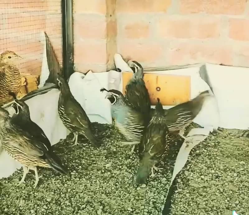 California quail breeder pairs and chicks 1