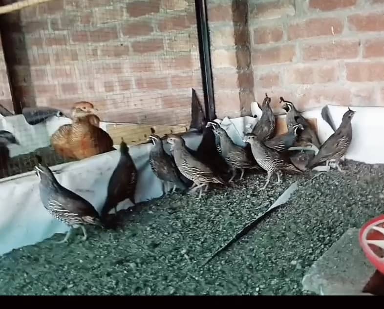 California quail breeder pairs and chicks 2