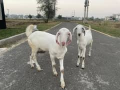 Goats for sale