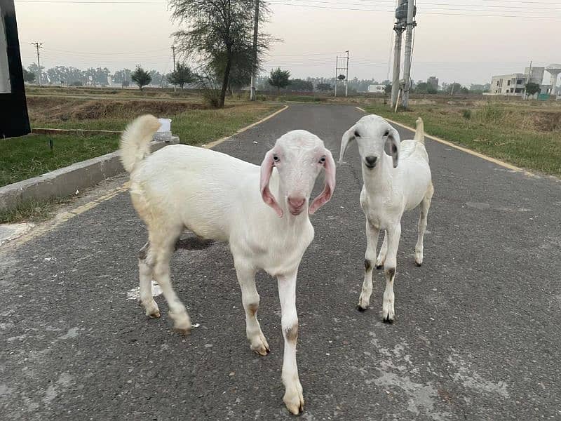 Goats for sale 0