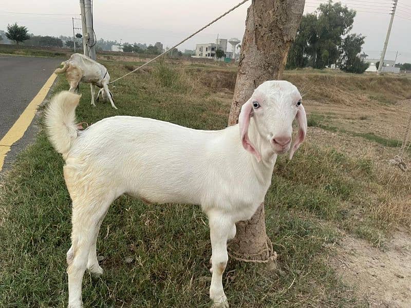 Goats for sale 2