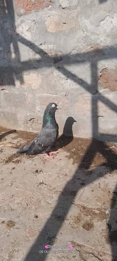 pigeon 0