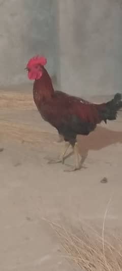 Desi Cock