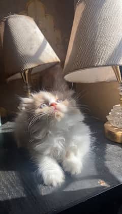 Turkish Persian Kittens