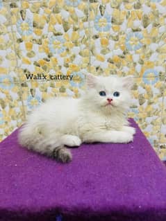 high quality kitten|Punch face Kittens|persian cat|cute|tripple|fluffy