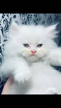 Persian kitten punch face triple coated