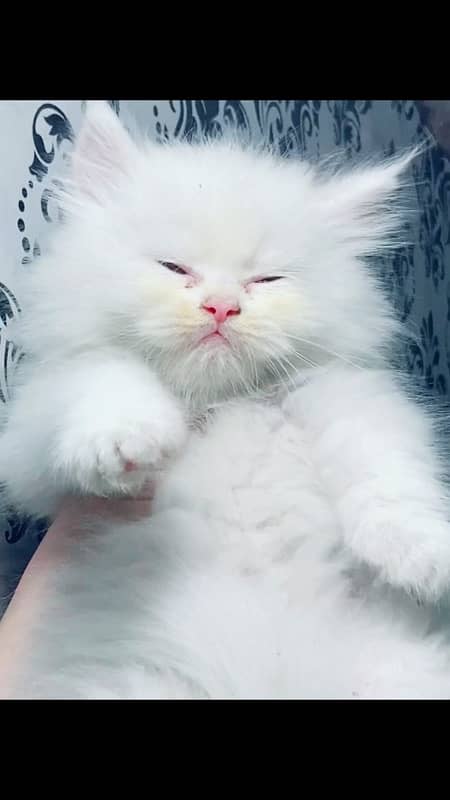 Persian kitten punch face triple coated 1