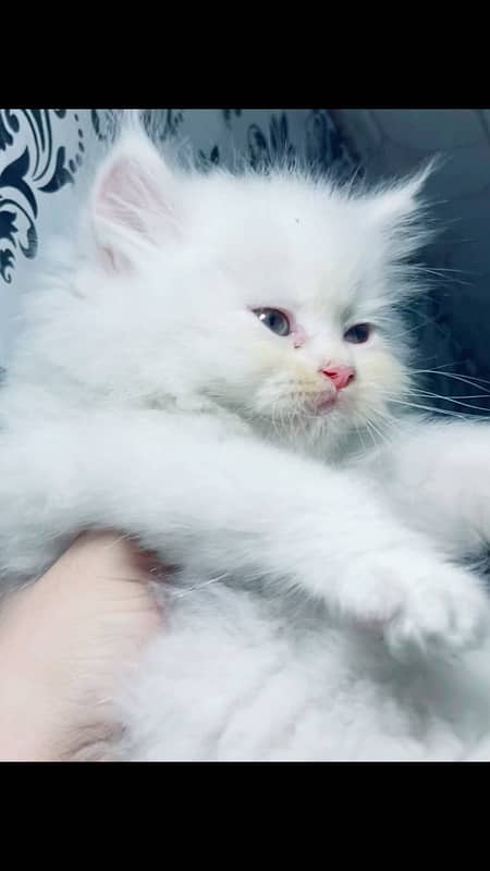 Persian kitten punch face triple coated 3