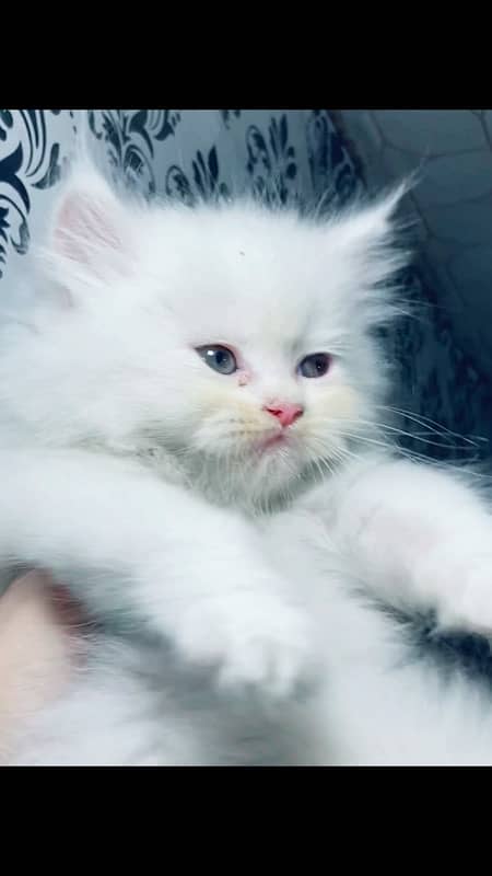 Persian kitten punch face triple coated 4