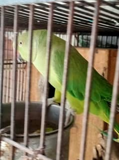 parrot female 03127093372