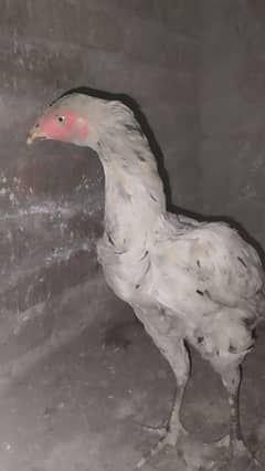 Aseel Chicks And aseel Hen for Sale {Aseel chuze or murgia) 0