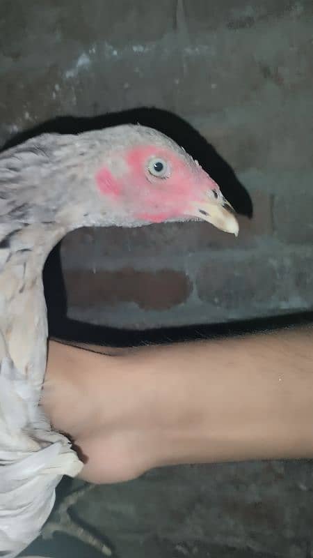 Aseel Chicks And aseel Hen for Sale {Aseel chuze or murgia) 1