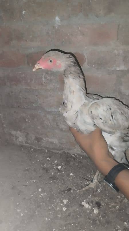 Aseel Chicks And aseel Hen for Sale {Aseel chuze or murgia) 3