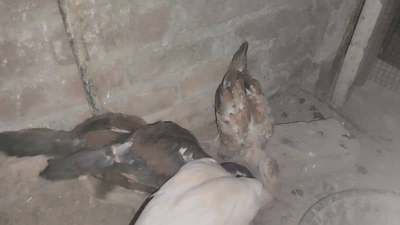 Aseel Chicks And aseel Hen for Sale {Aseel chuze or murgia) 5