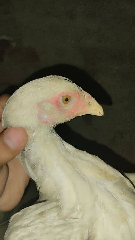 Aseel Chicks And aseel Hen for Sale {Aseel chuze or murgia) 6