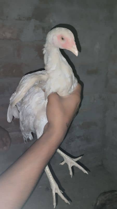 Aseel Chicks And aseel Hen for Sale {Aseel chuze or murgia) 7