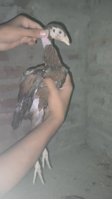 Aseel Chicks And aseel Hen for Sale {Aseel chuze or murgia) 9