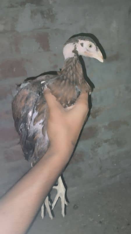 Aseel Chicks And aseel Hen for Sale {Aseel chuze or murgia) 10