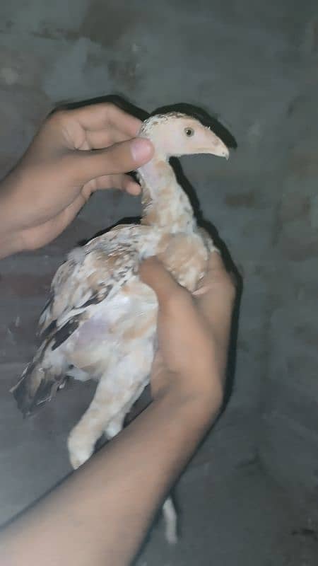 Aseel Chicks And aseel Hen for Sale {Aseel chuze or murgia) 13