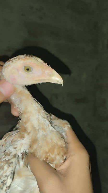 Aseel Chicks And aseel Hen for Sale {Aseel chuze or murgia) 14